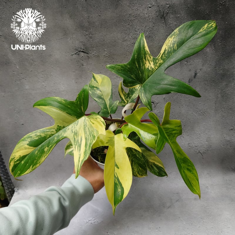 Philodendron Florida beauty variegated フィロデンドロ