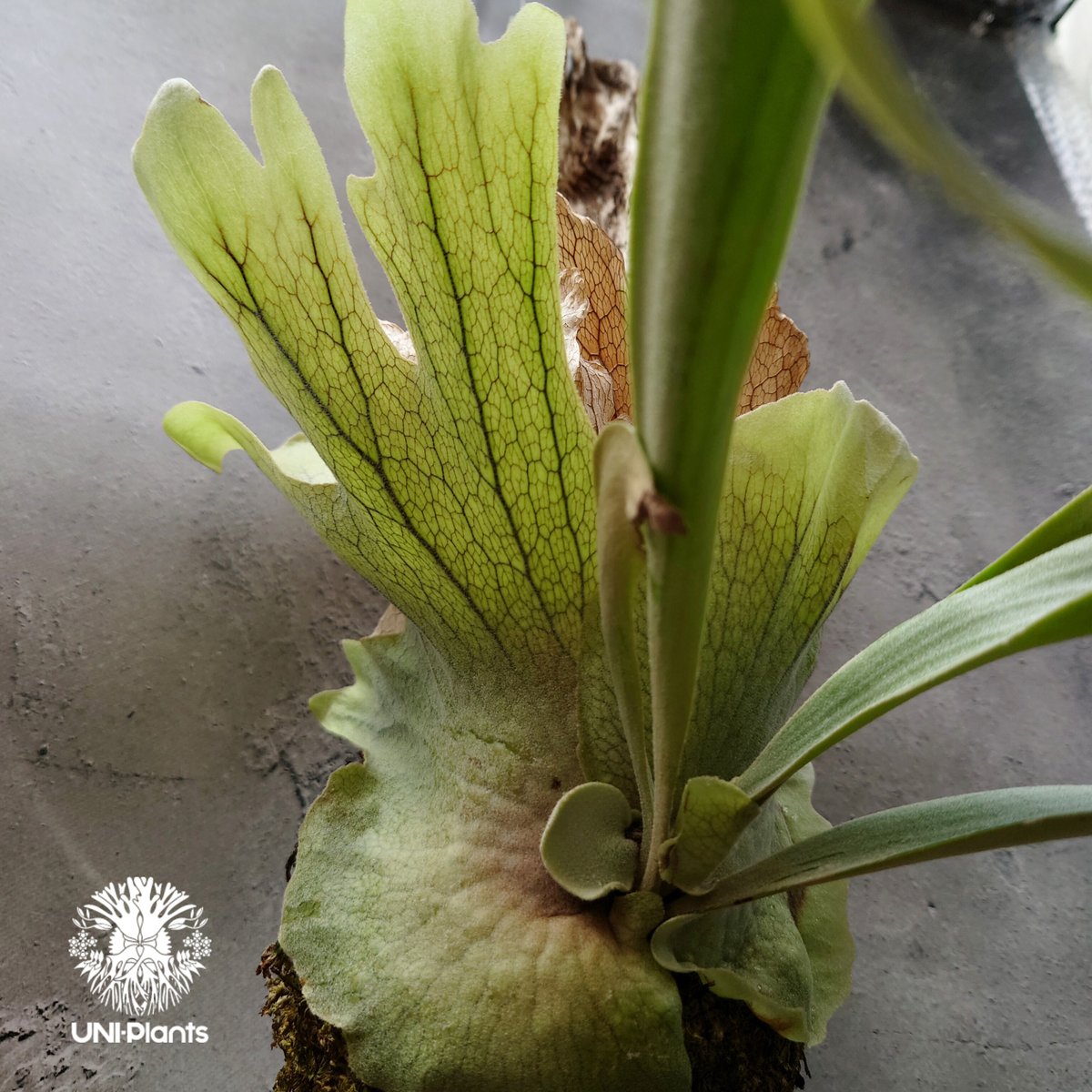 ビカクシダ ウィリンキーcv.バリ Platycerium willinckii cv.Bal