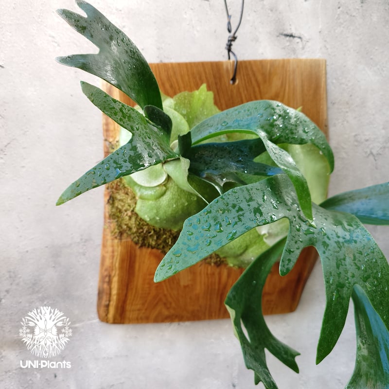 ビカクシダ　ビフルカツム　ハンキング　大株 ビカクシダ ビフルカツム ハンキング 大株