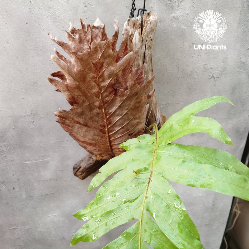 Drynaria quercifolia ドリナリア・クエルシフォリア 流木仕立て 観葉