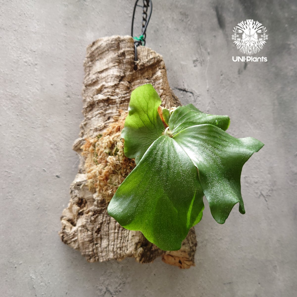 ビカクシダ エレファントティス Platycerium elephantotis コウモリラン