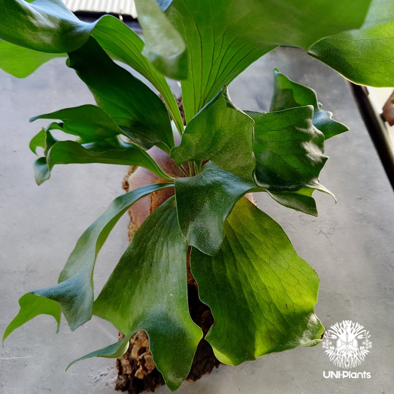 ビカクシダ ヒリードラゴン Platycerium hillii cv.Dragon コウモリ