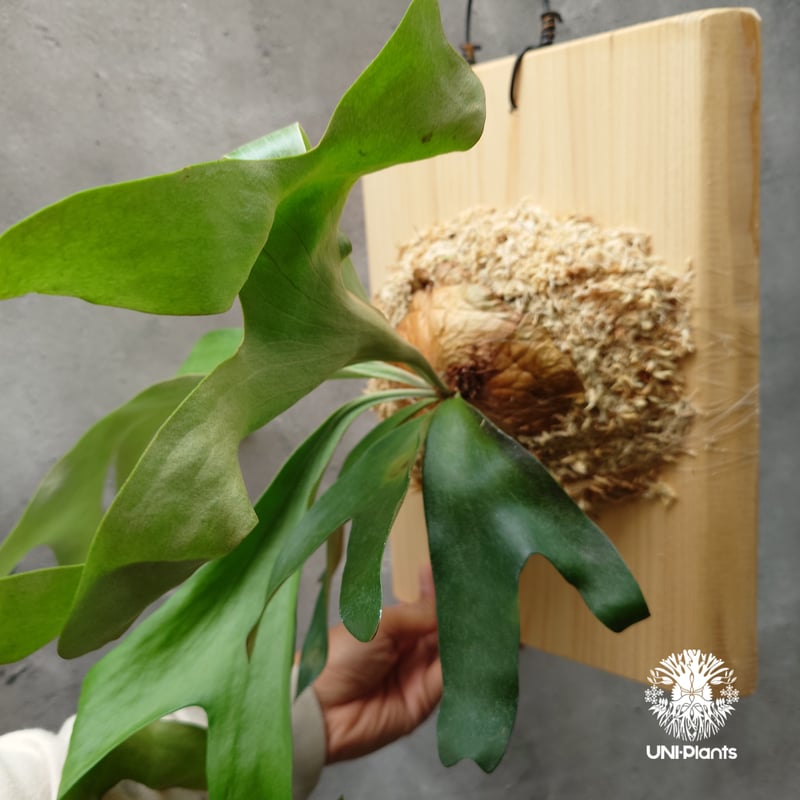 ビカクシダ アルテミス Platycerium Artemis (Alcicorne x Qu