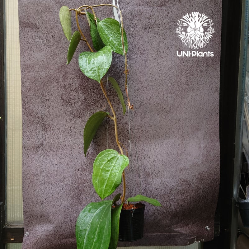 Hoya Latiforia ホヤ ラティフォリア とても大ぶり! ホヤ 植物 ホヤの