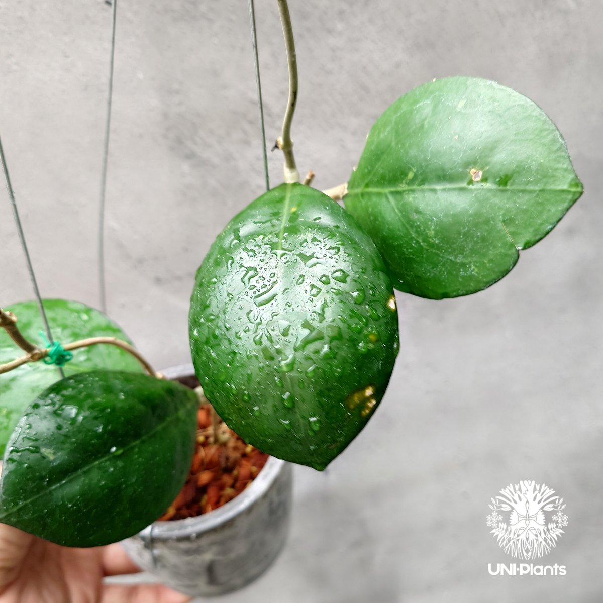 hoya cv joy 希少　レア品種 Hoya Cv. Joy - GrogensGarden