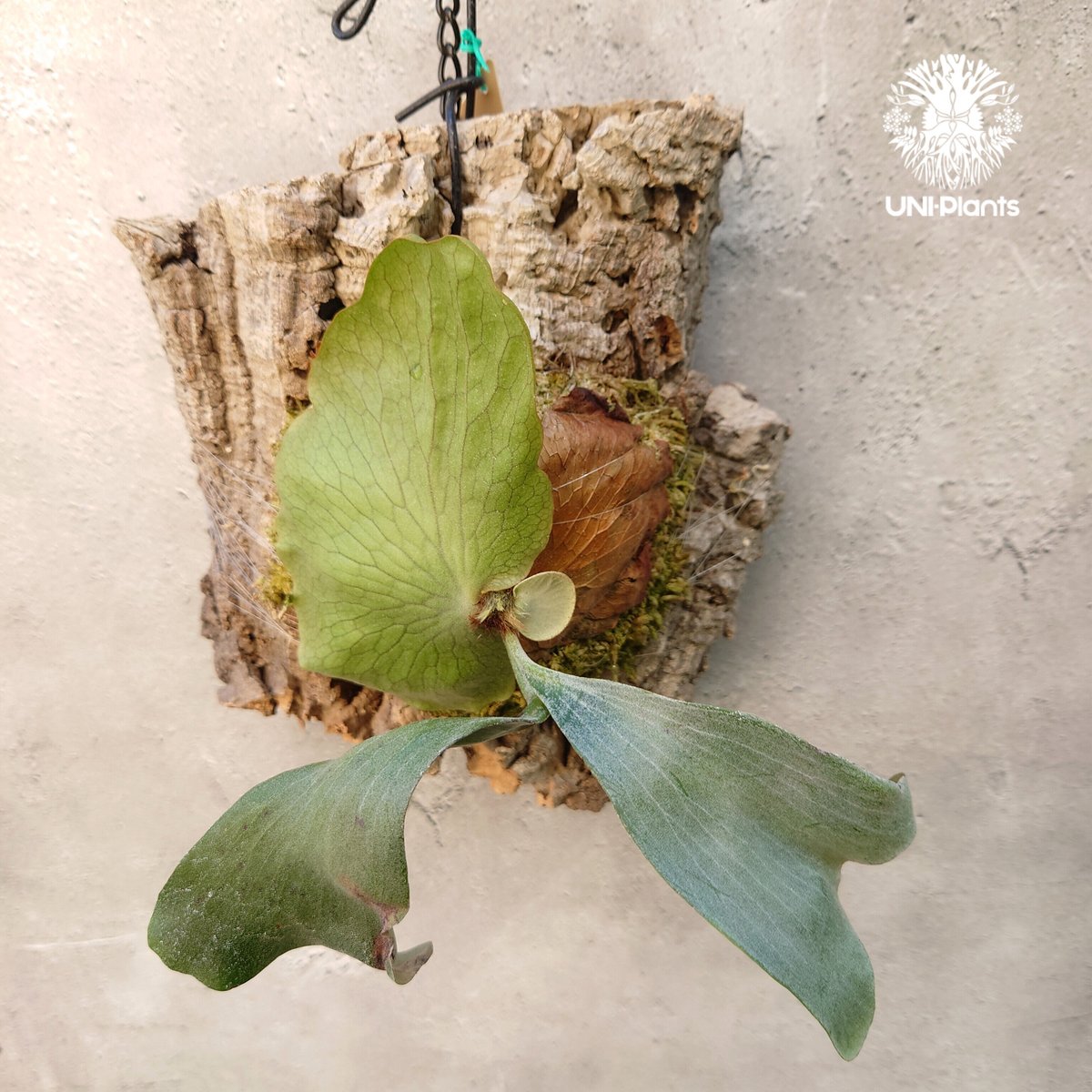 ビカクシダ ディバーシフォリウム X エレファントティス コウモリラン