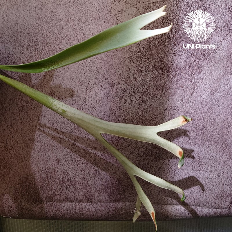 初入荷! ビカクシダ レモイネイ Platycerium veitchii 'Lemoine