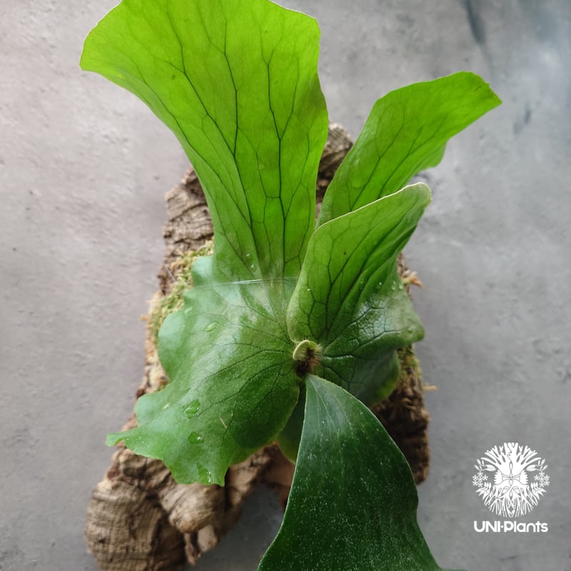 ビカクシダ エレファントティス ビカクシダ エレファントティス Platycerium elephantotis