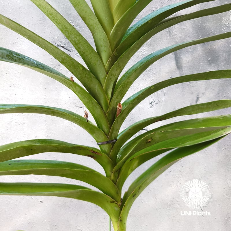 バンダ 洋蘭 Vanda orchid 大株 ラン 蘭 花が綺麗な洋ラン | UNI-Pla
