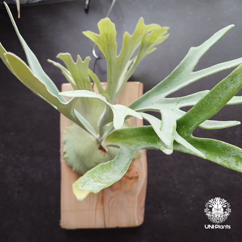 Platycerium pewchan compact ビカクシダ ピューチャン