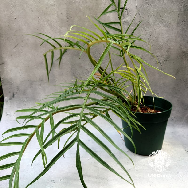 Philodendron tortum フィロデンドロン トータム フィロデンドロン Phil