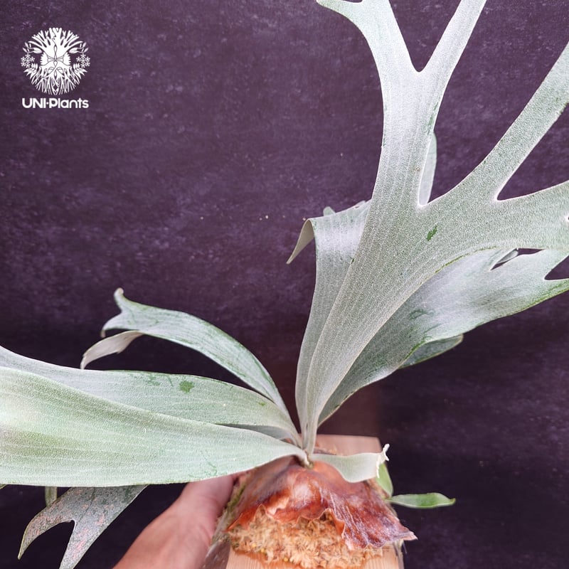 Platycerium White Wing sporeling (P.veitchii x