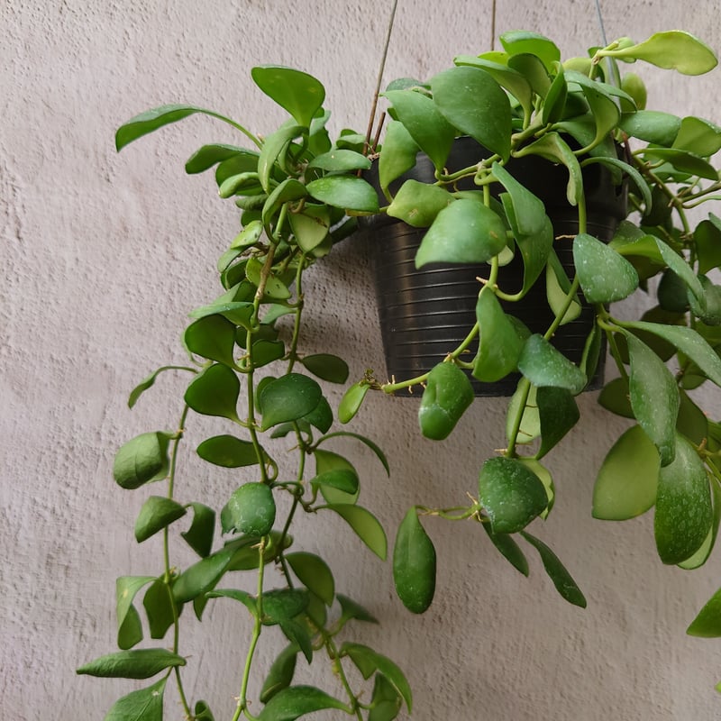 ホヤ ヘウスケリアナイエロー 花座有 抜き苗 - 植物/観葉植物