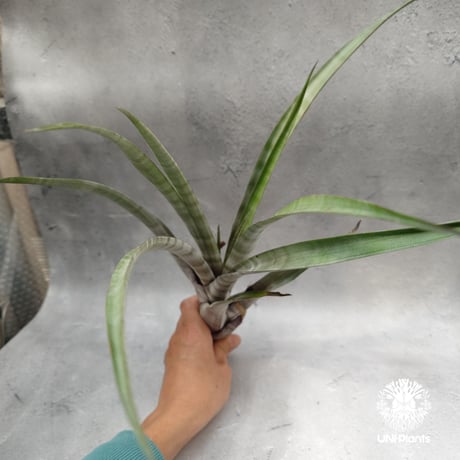 Tillandsia hildae チランジアヒルダエ Tillandsia インテリア植物 エアープランツ エアプランツ ティランジア