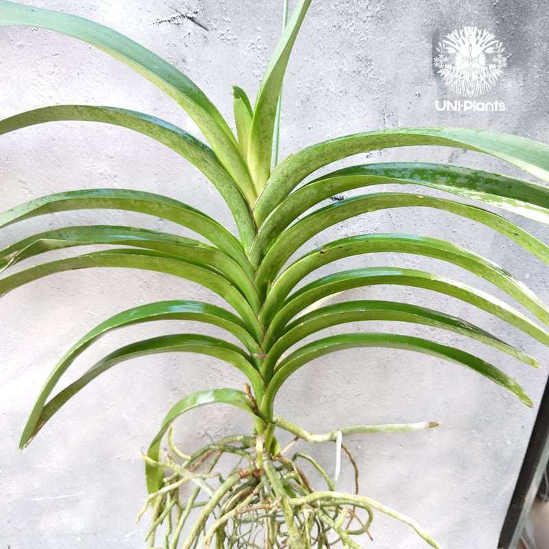バンダ 洋蘭 Vanda orchid 大株 ラン 蘭 花が綺麗な洋ラン | UNI-Pla