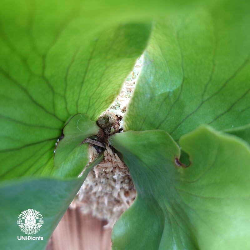 Platycerium Butterfly ビカクシダ バタフライ Platycerium シ