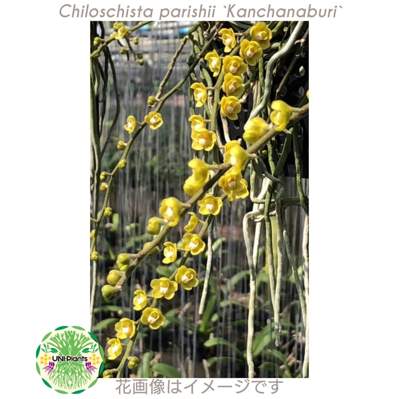 chiloschista parishii var sakura コルク原種 chiloschista