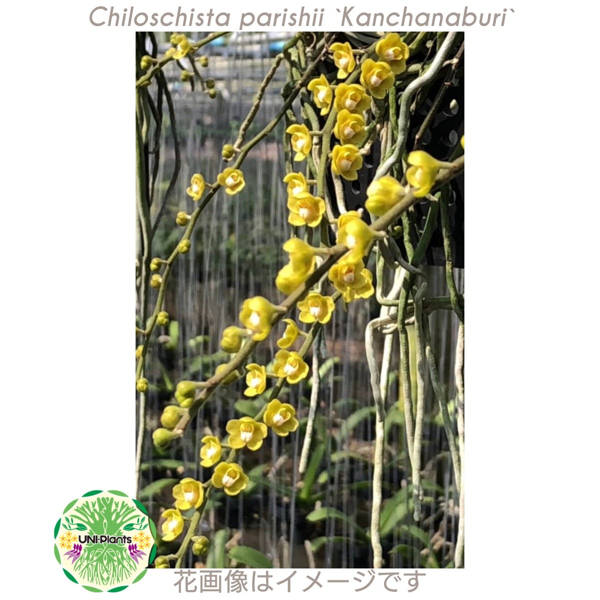 chiloschista parishii var sakura コルク原種