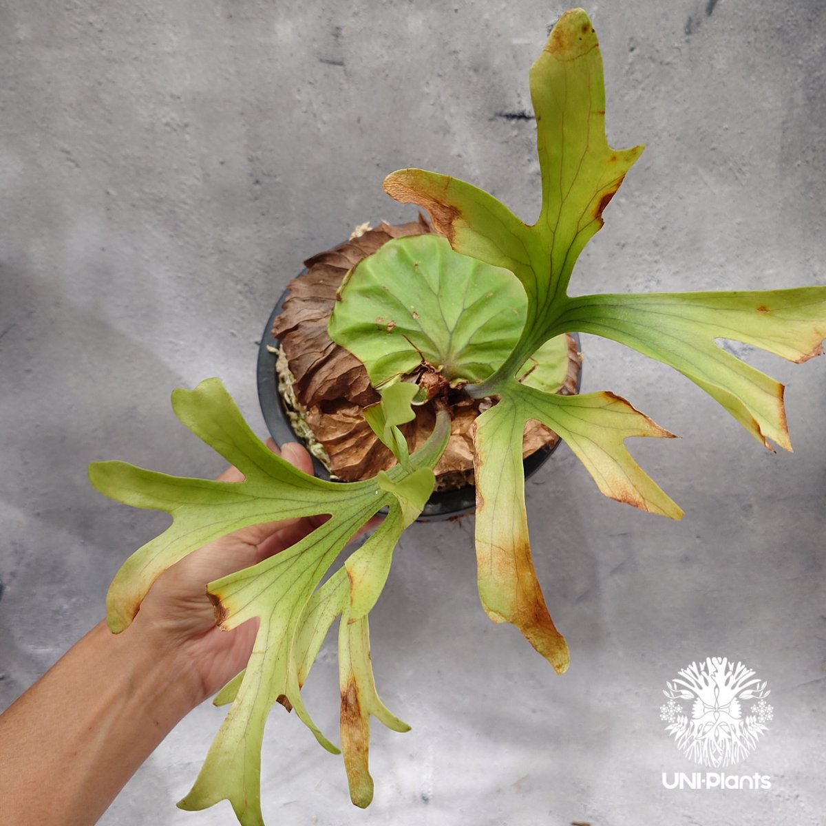 Platycerium kitshakood 