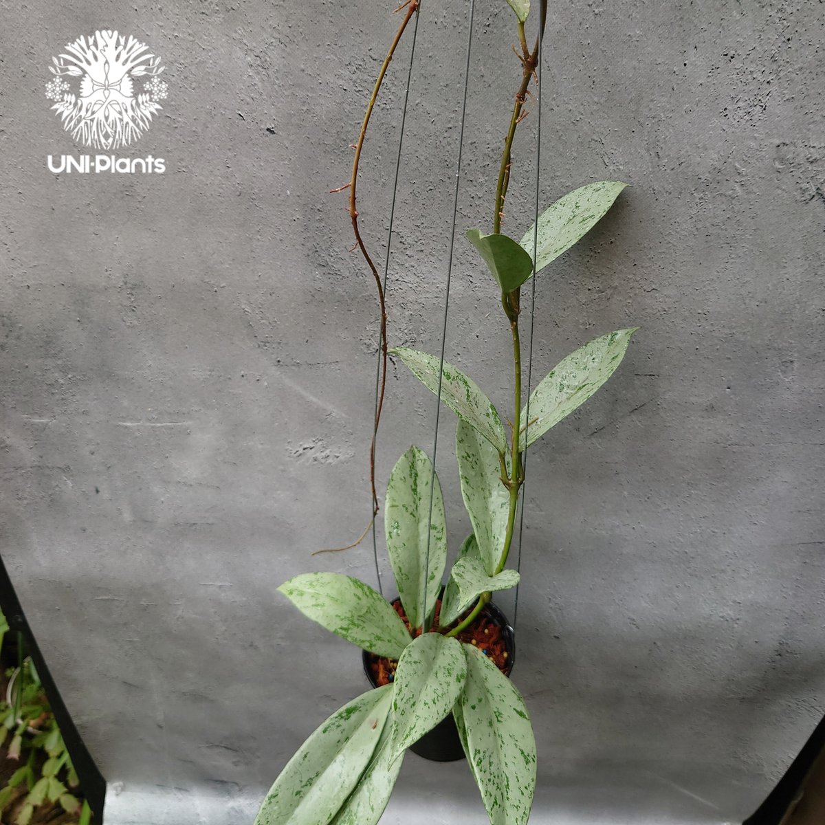 Hoya Pubicalyx silver ghost 希少 ホヤ プビカリクス シルバー Hoya Pubicalyx silver ghost 希少 ホヤ プビカリクス シルバー