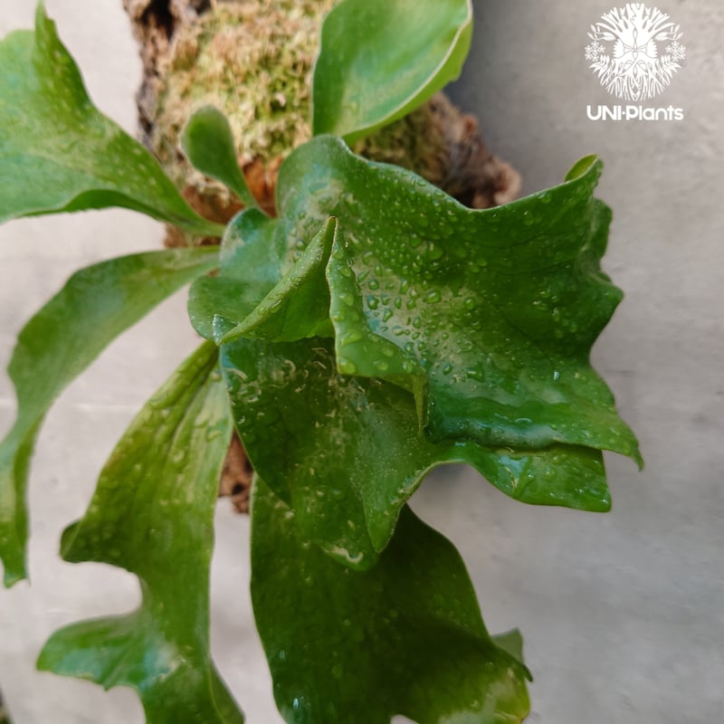 ビカクシダ ヒリードラゴン Platycerium hillii cv.Dragon