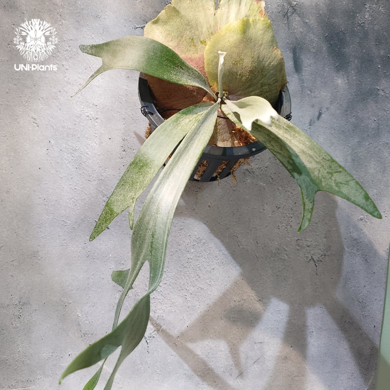国内繁殖株・一点物】Platycerium bifurcatum 'white' ｜ビカ