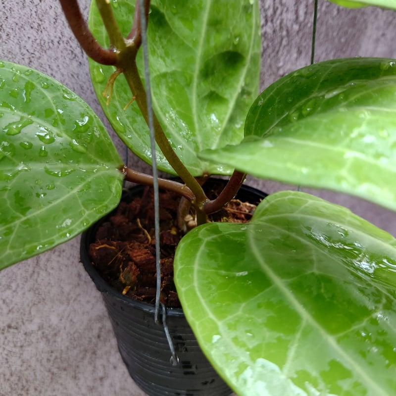 Hoya Sarawak 希少なホヤ植物 限定入荷 植物 珍奇植物 珍奇 珍しい 希少 レア...