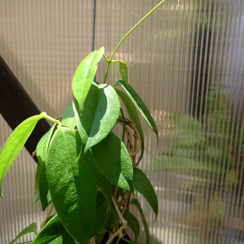 希少! ホヤ ブオティ Hoya buotii ホヤ植物 植物 珍奇植物 珍奇 希少! ホヤ ブオティ Hoya buotii ホヤ植物 植物 珍奇植物 珍奇