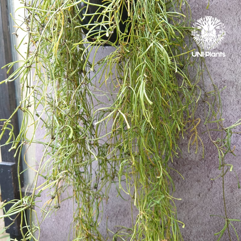 Hoya Retusa ホヤ レツーサ ボリュームビックサイズ!! ホヤ 植物