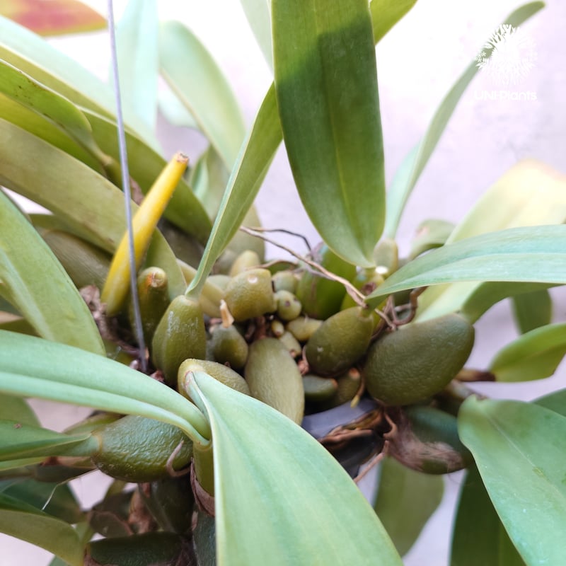 Bulbophyllum cruentum x phalaenopsis バルボフィラム クル