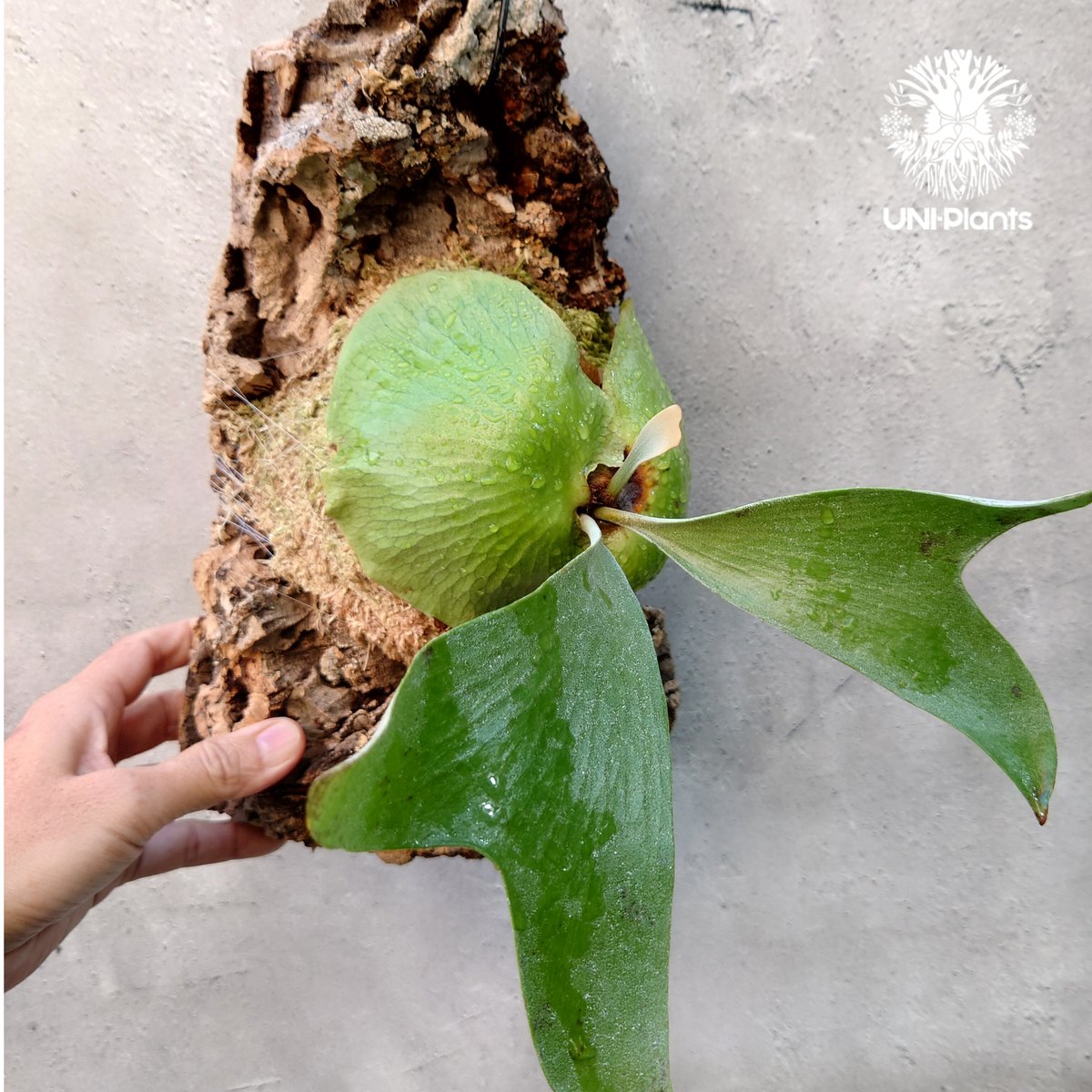 ビカクシダ エリシー Platycerium ellisii コウモリラン