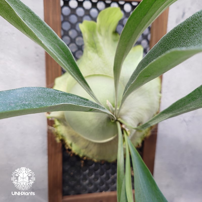ビカクシダ アルシコルネ Platycerium alcicorne ビカクシダ原種 シダ