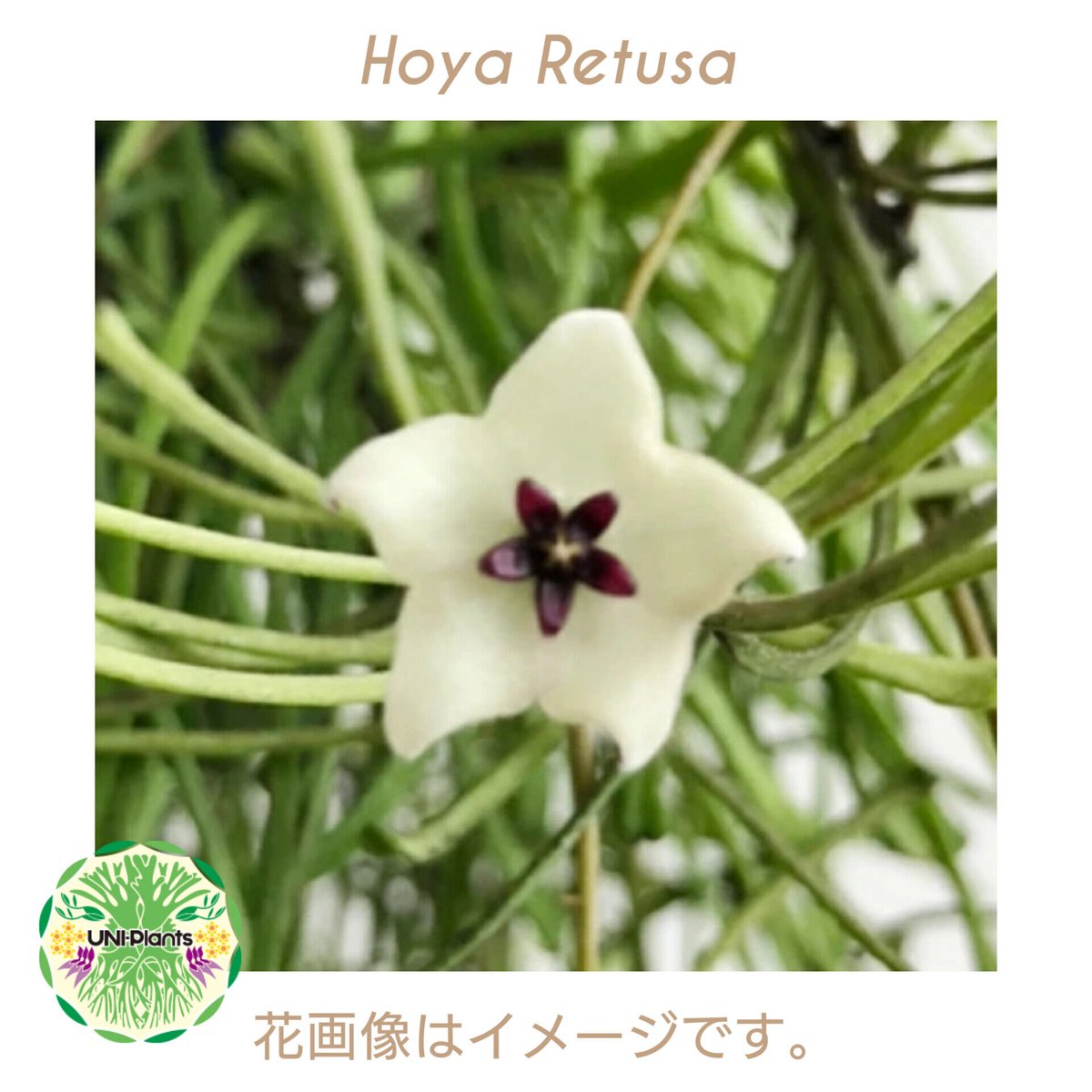 Hoya Retusa ホヤ レツーサ 大ぶりビックサイズ! ホヤ 植物 ホヤの花 観