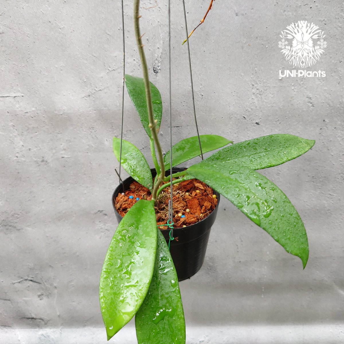 週末セール　極めて希少種 レア ホヤ　リマ　Hoya lima splash② Hoya finlaysonii black leaves splash 希少 ホヤ フィレン