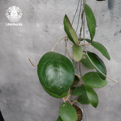 Hoya cv. Nathalie ホヤ cv.ナタリー ホヤ植物 希少なホヤ植物 レア つる性 つる性植物 ハンギング ハンギング植物