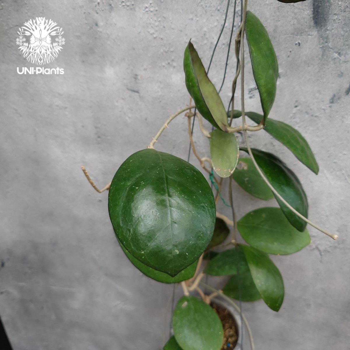 Hoya cv. Nathalie ホヤ cv.ナタリー ホヤ植物 希少なホヤ植物