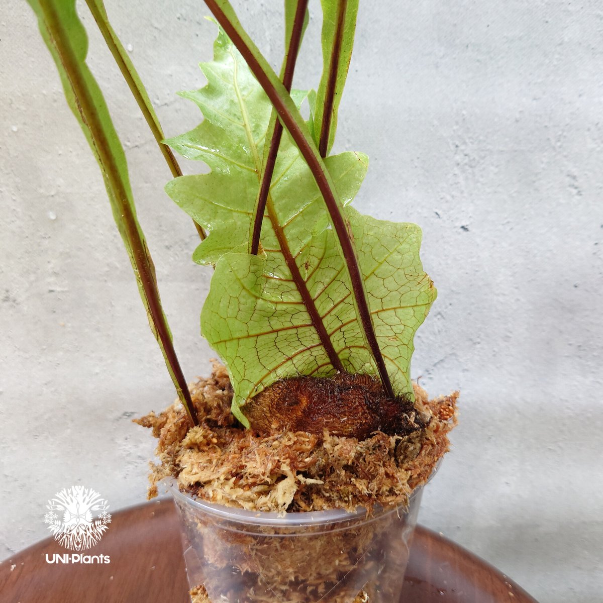 初入荷! Drynaria bonii wild ドリナリア·ボニー タイ産山採り株 初入荷! Drynaria bonii wild ドリナリア·ボニー タイ産山採り株