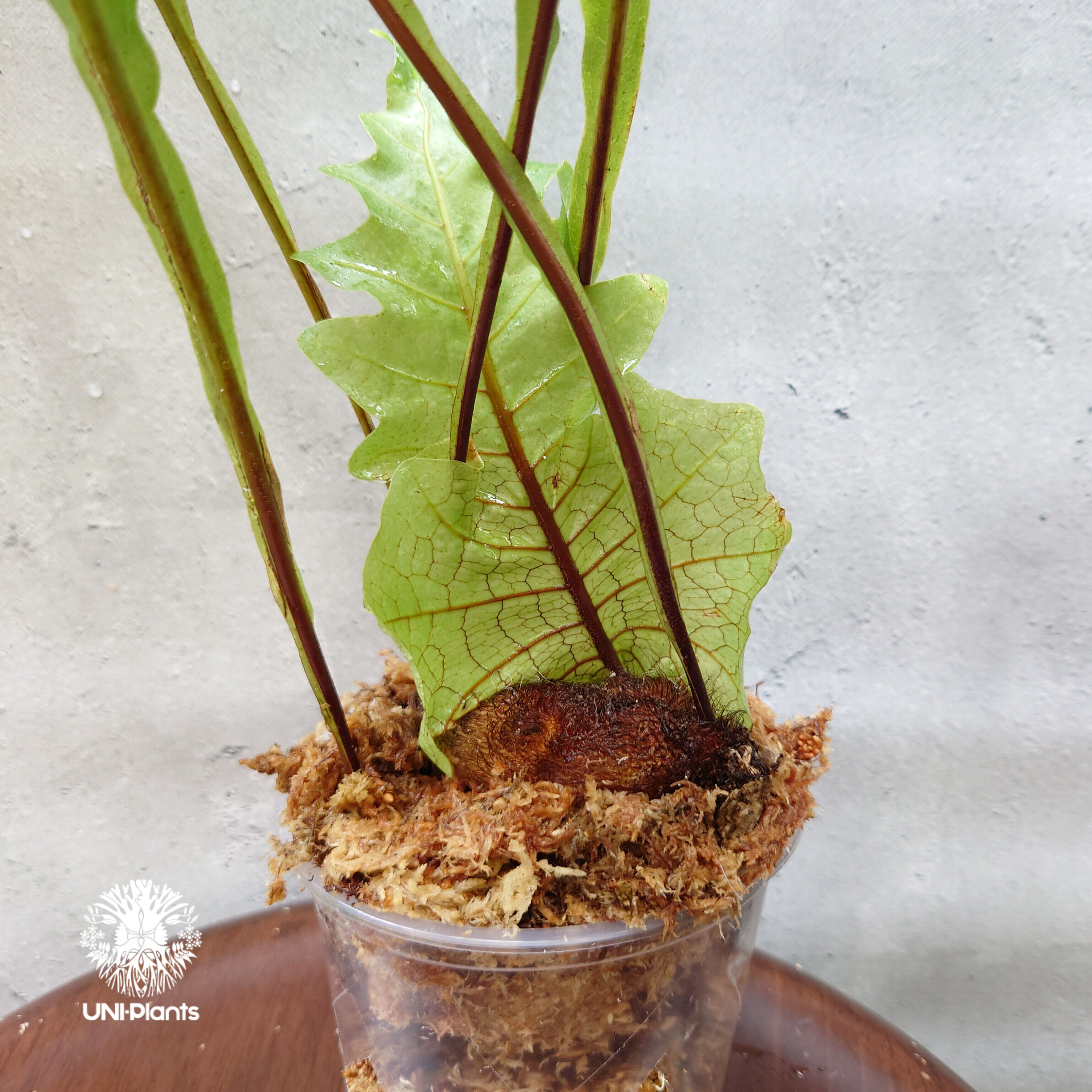 初入荷! Drynaria bonii wild ドリナリア·ボニー タイ産山採り株 観葉