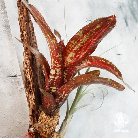 【タイ直輸入・国内着生アレンジ仕立て】Neoregelia Predatress ＋ Tillandsia　balbisiana | ネオレゲリア・プレダトレス＋ チランジア・バルビシアーナ