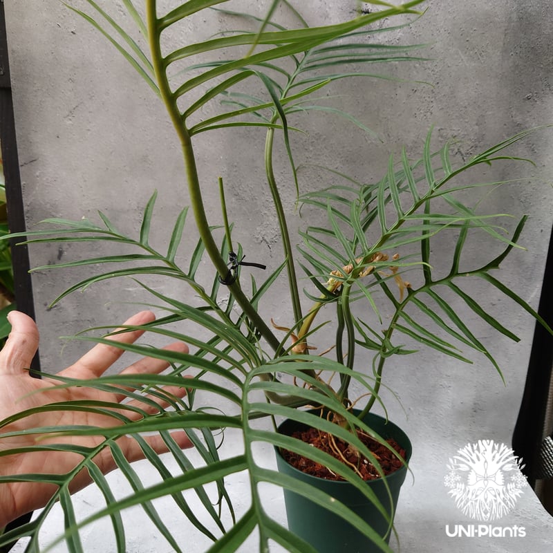 Philodendron tortum フィロデンドロン トータム フィロデンドロン