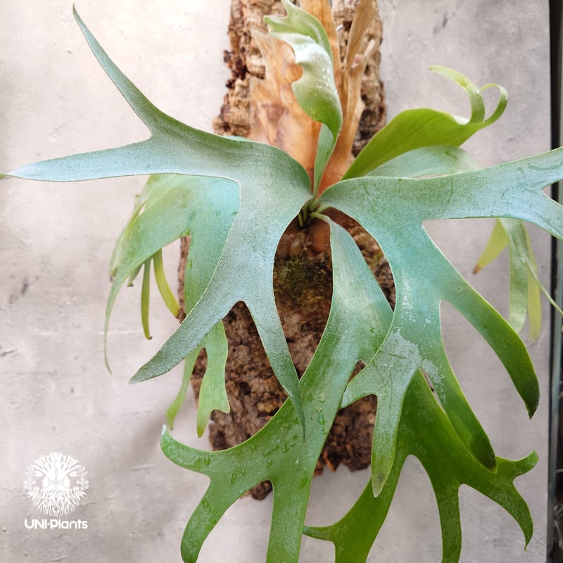 Platycerium Banna #A (pup) ビカクシダ バンナ #A (子株) ビカ