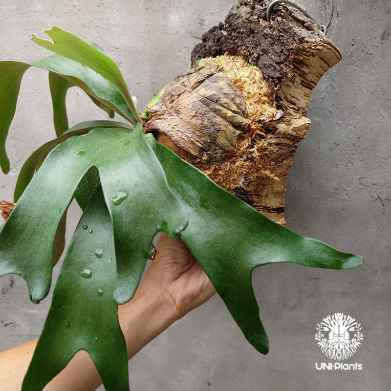 ビカクシダ アルテミス Platycerium Artemis (Alcicorne x Qu