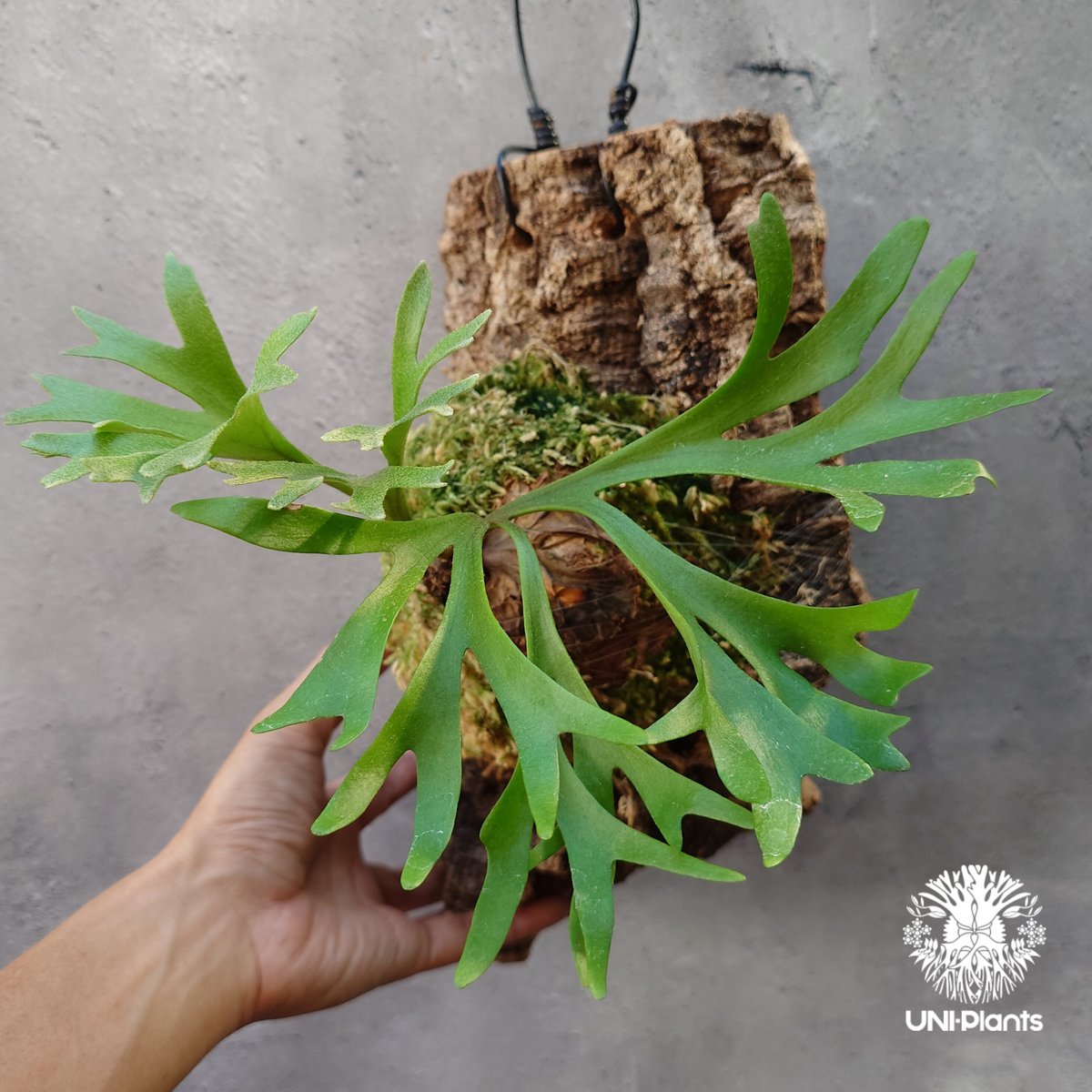 ビカクシダ　dk9 ビカクシダ dk9 ビカクシダ dk9