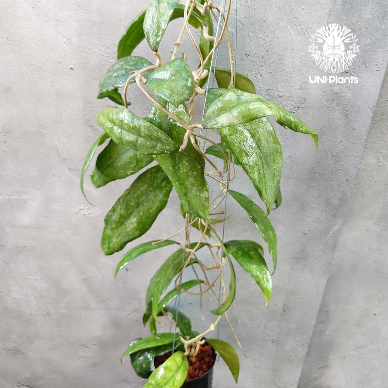 Hoya Finlaysonii splash （cv.trang）ホヤ フィレンソニー スプ