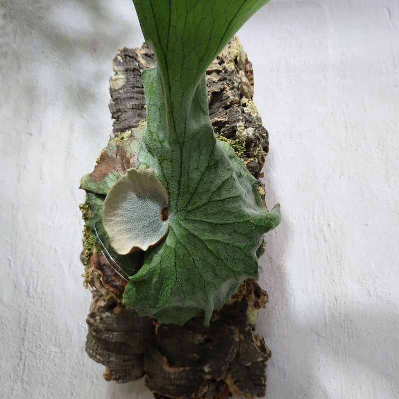 ビカクシダ グランデ Platycerium grande コウモリラン ビカクシダ グランデ Platycerium grande コウモリラン