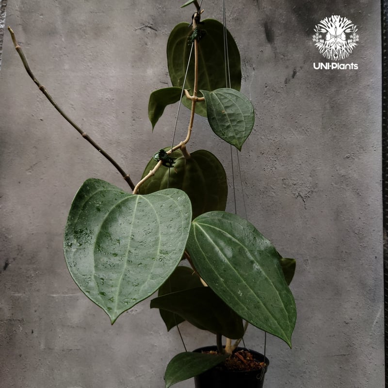 0901ホヤ ＊Hoya ＊ latifolia ＊silver＊ラティシルバー 0901ホヤ ＊Hoya ＊ latifolia ＊silver＊ラティシルバー 0901ホヤ