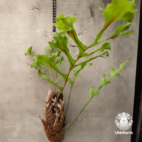 Drynaria bonii ドリナリア ボニー 流木仕立て 観葉植物 珍奇植物 着生植物 インテリア植物 珍しい シダ植物