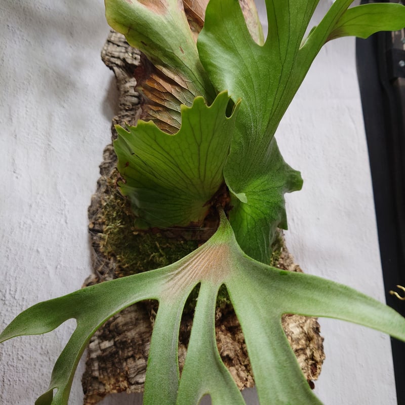 ビカクシダ コロナリウムフィリピネス 板付 コロナリウムフィリピネス | STORES