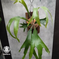 ビカクシダ 品種不明 Platycerium sp. コウモリラン ビカクシダ子株