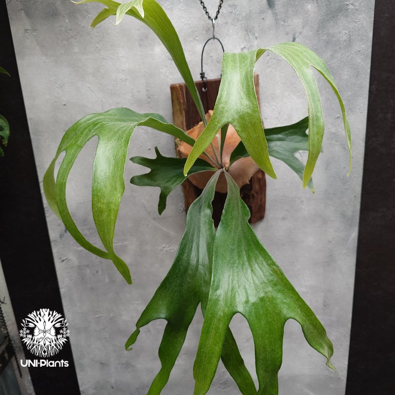Platycerium P.hillii 'pao pao' × 'Mt Lewis 'Tr